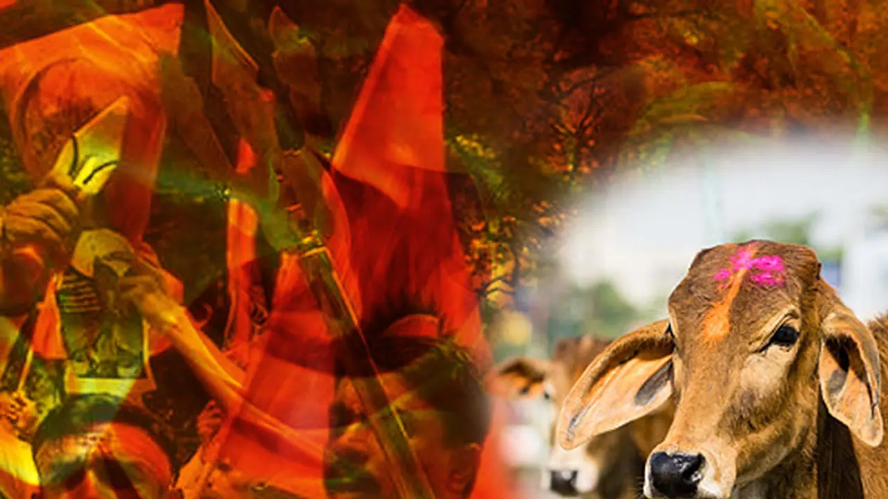 No Punches Pulled: Stop killing in the name of cow of protection, build gaushalas instead No Punches Pulled: Stop killing in the name of cow of protection, build gaushalas instead