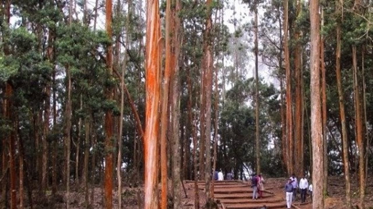 மீண்டும் திறக்கப்படும் குணா குகை... சுற்றுலா பயணிகள் மகிழ்ச்சி! மீண்டும் திறக்கப்படும் குணா குகை... சுற்றுலா பயணிகள் மகிழ்ச்சி!