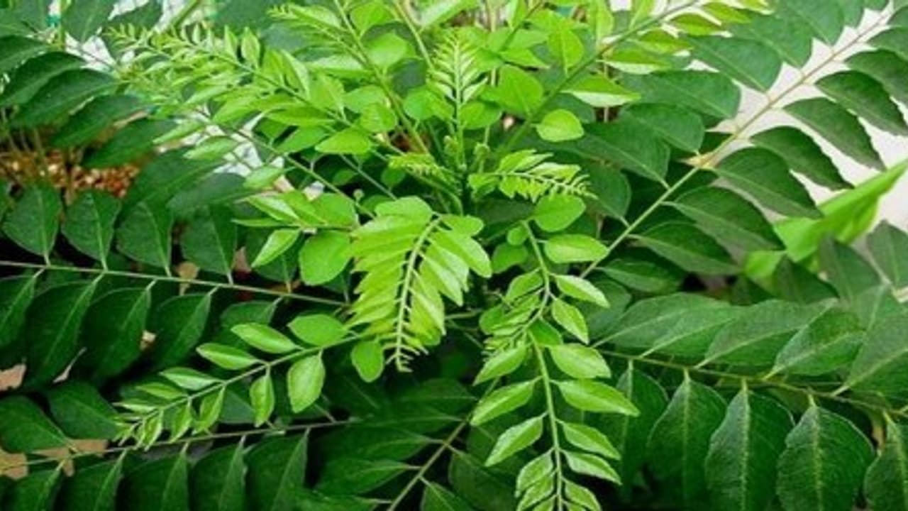 கறிவேப்பிலையை இப்படிச் சாப்பிட்டால் உங்களுக்கு வரும் பல நோய்கள் குணமாகும்… கறிவேப்பிலையை இப்படிச் சாப்பிட்டால் உங்களுக்கு வரும் பல நோய்கள் குணமாகும்…