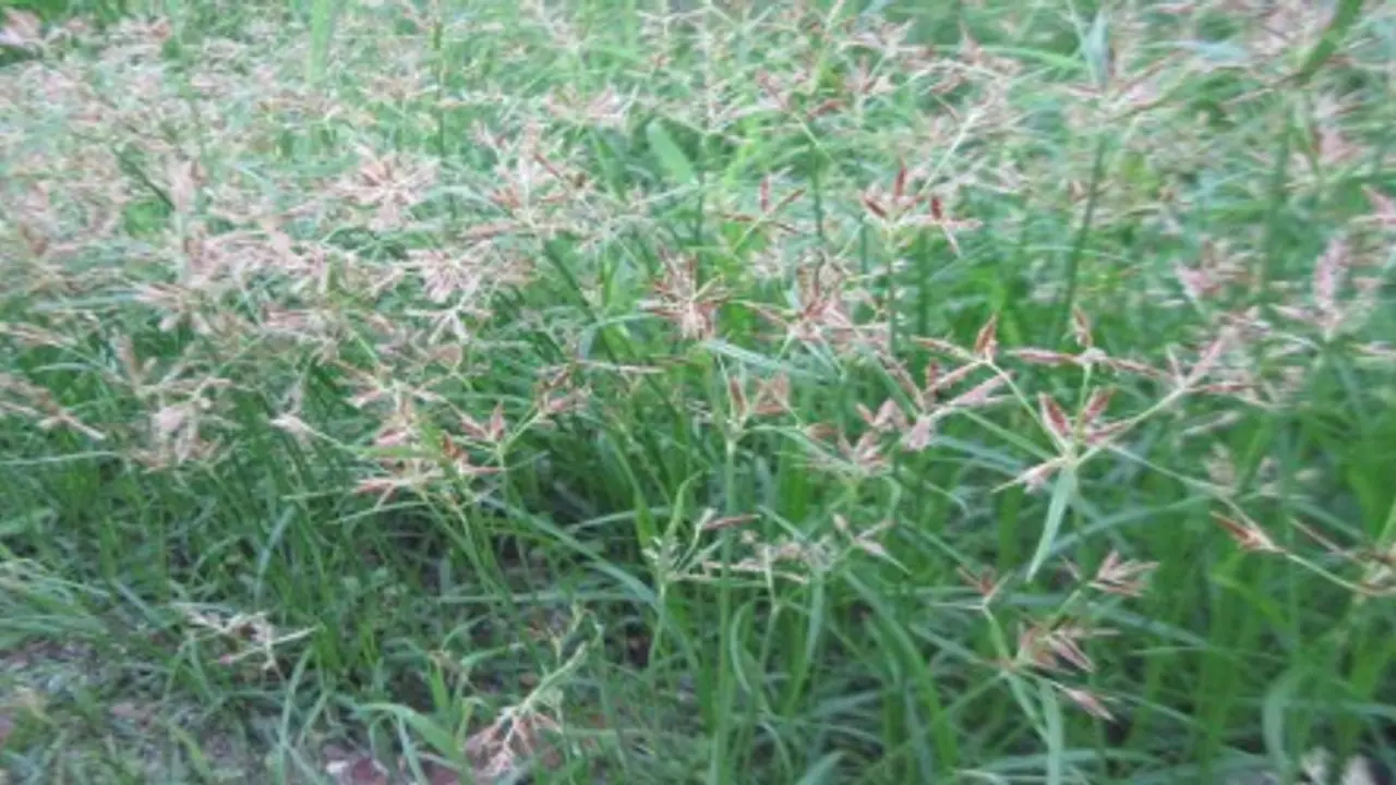 கோரை, அருகம்புல் களைகளை கட்டுப்படுத்தும் இந்த முறைகள் பயன்படுத்தலாம்… கோரை, அருகம்புல் களைகளை கட்டுப்படுத்தும் இந்த முறைகள் பயன்படுத்தலாம்…