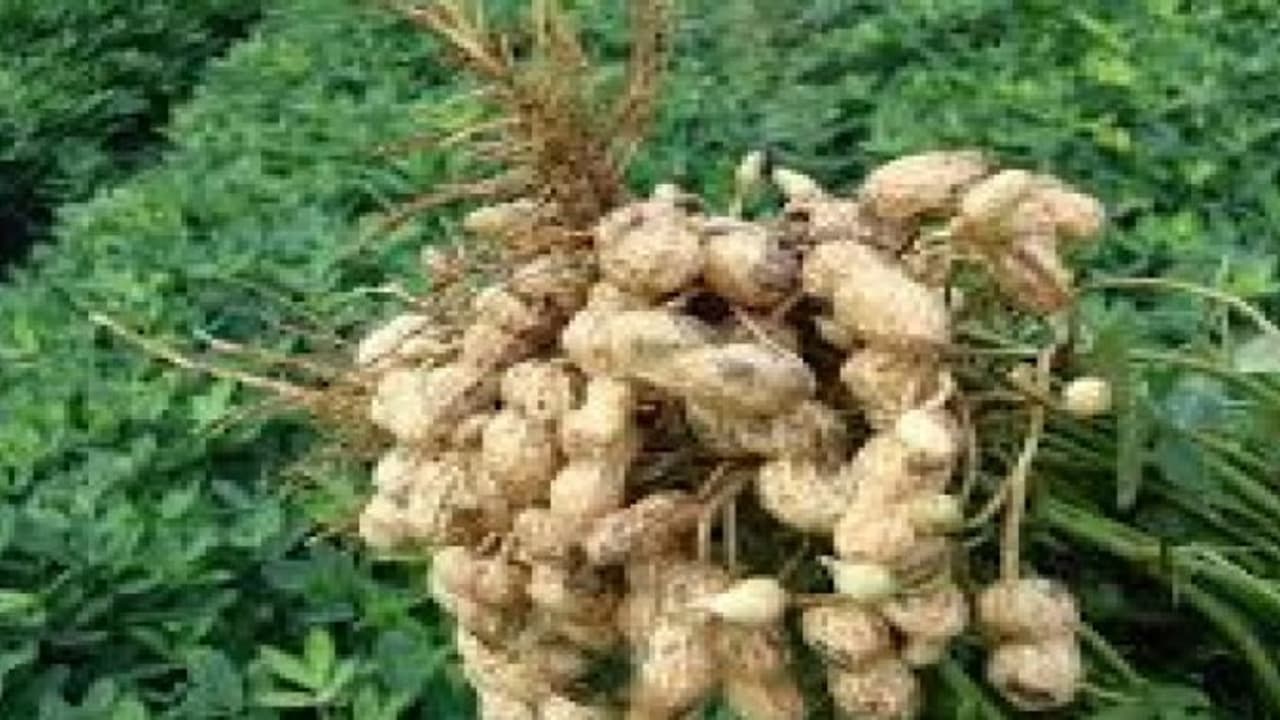 நிலக்கடலை பயிரில் விதைப்பண்ணை அமைத்தால் அதிக மகசூல் பெறலாம் நிலக்கடலை பயிரில் விதைப்பண்ணை அமைத்தால் அதிக மகசூல் பெறலாம்