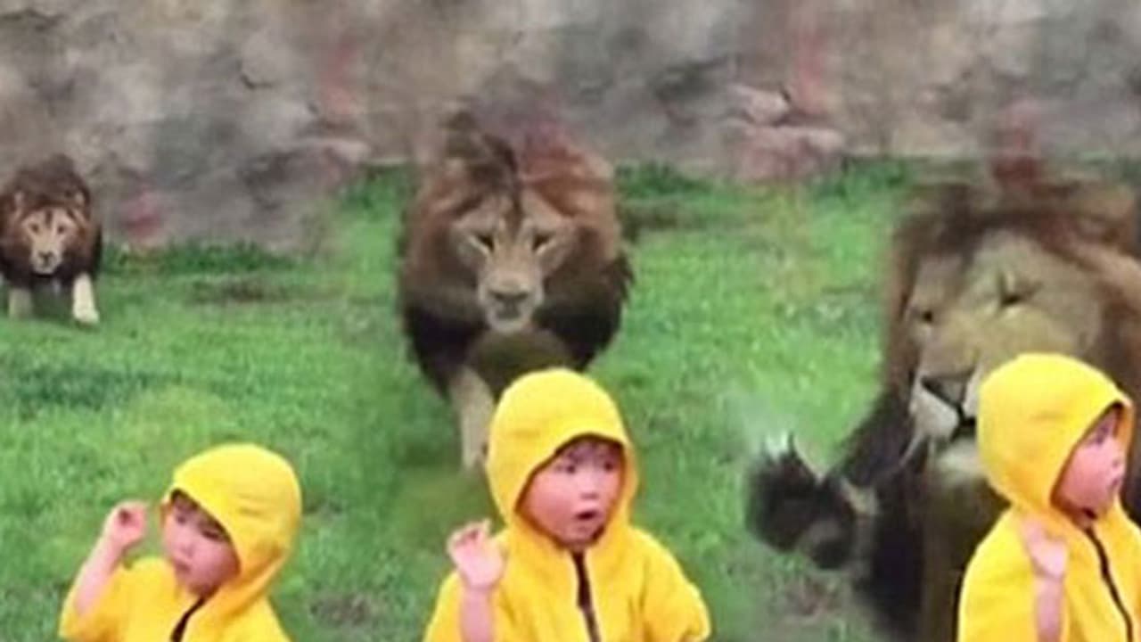 കുട്ടിക്കെതിരെ സിംഹം കുതിച്ചുചാടി.. പിന്നെ സംഭവിച്ചത് കുട്ടിക്കെതിരെ സിംഹം കുതിച്ചുചാടി.. പിന്നെ സംഭവിച്ചത്