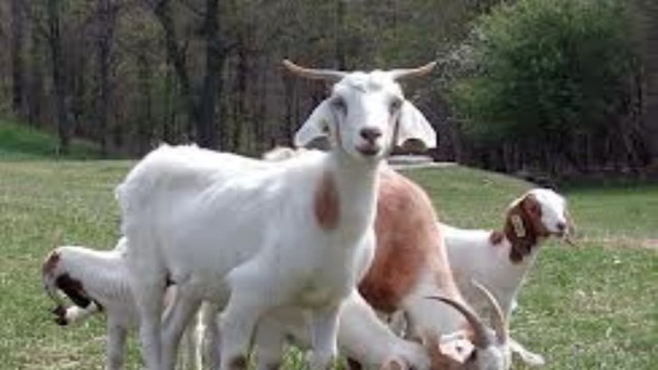 இறைச்சிக்காக ஆடுவளர்ப்போர் தலைச்சேரி ஆட்டினத்தை வளர்த்தால் வருமானம் கொட்டும்... இறைச்சிக்காக ஆடுவளர்ப்போர் தலைச்சேரி ஆட்டினத்தை வளர்த்தால் வருமானம் கொட்டும்...