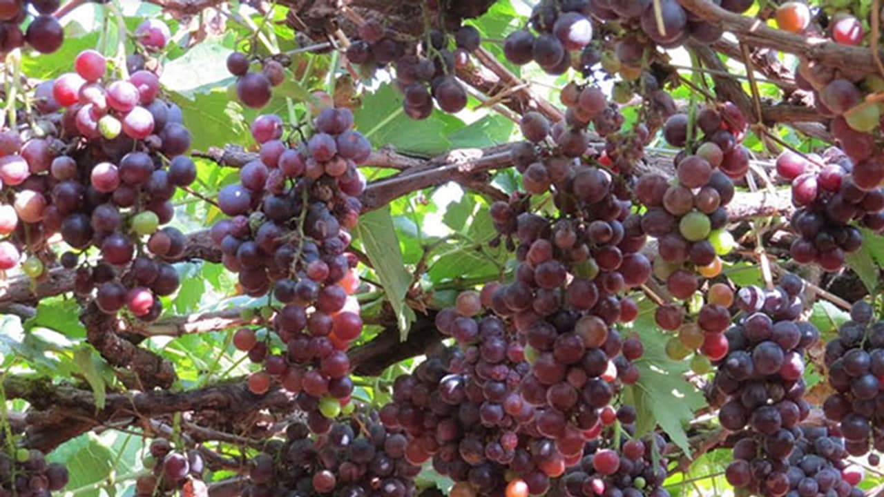 ಹೊರ ರಾಜ್ಯಕ್ಕೆ ದ್ರಾಕ್ಷಿ ಸಾಗಣೆಗೆ ಅನುಮತಿ ಹೊರ ರಾಜ್ಯಕ್ಕೆ ದ್ರಾಕ್ಷಿ ಸಾಗಣೆಗೆ ಅನುಮತಿ