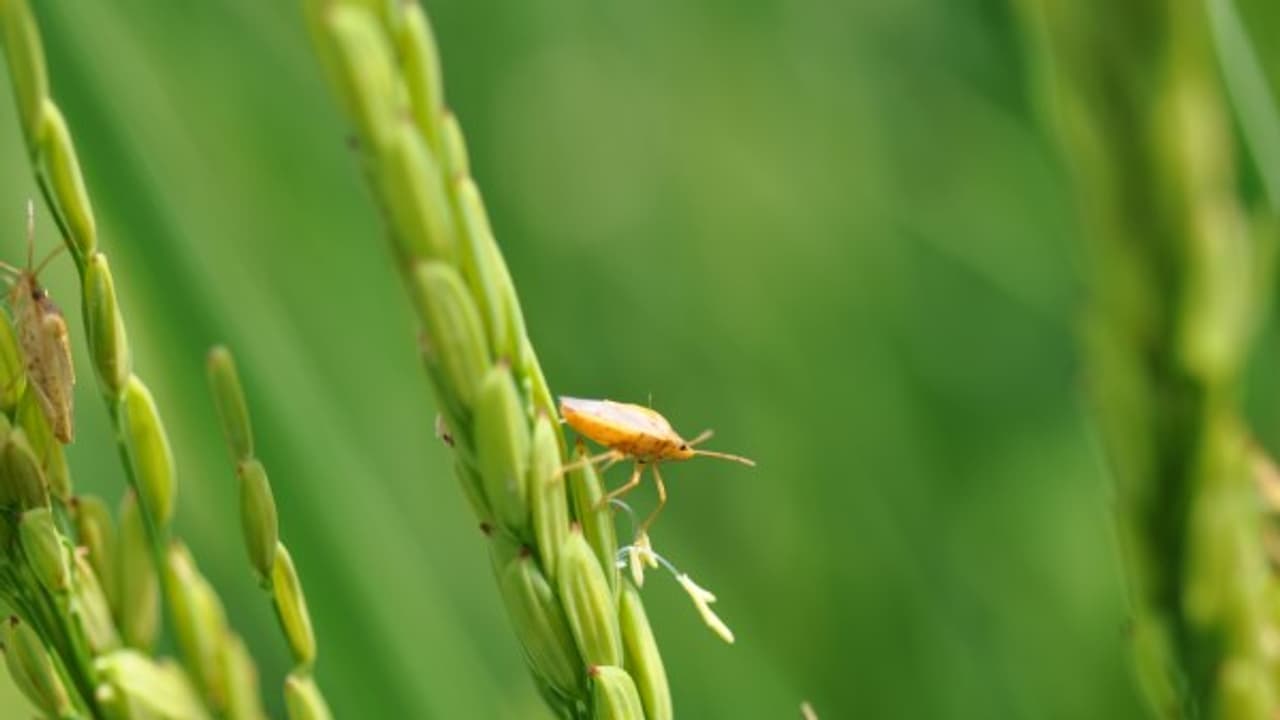வெவ்வேறு விதமான பயிர்களும், அவற்றைத் தாக்கும் பூச்சிகளும் ஒரு அலசல்... வெவ்வேறு விதமான பயிர்களும், அவற்றைத் தாக்கும் பூச்சிகளும் ஒரு அலசல்...