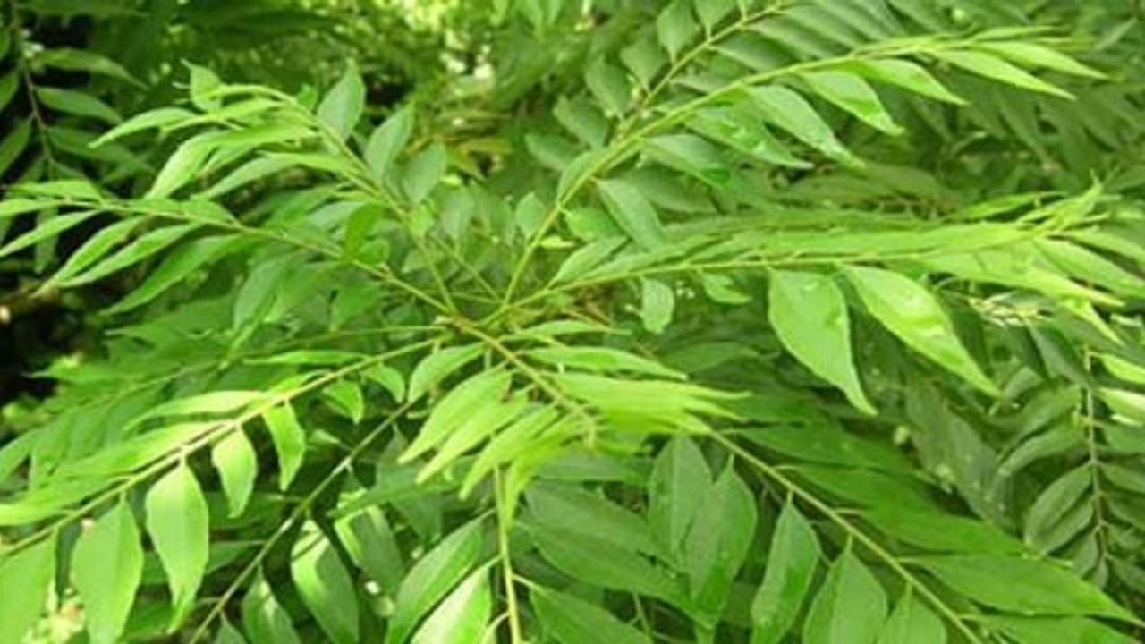 இயற்கை முறையில் கருவேப்பிலை சாகுபடி செய்து லாபத்தை அள்ளலாம்… இயற்கை முறையில் கருவேப்பிலை சாகுபடி செய்து லாபத்தை அள்ளலாம்…