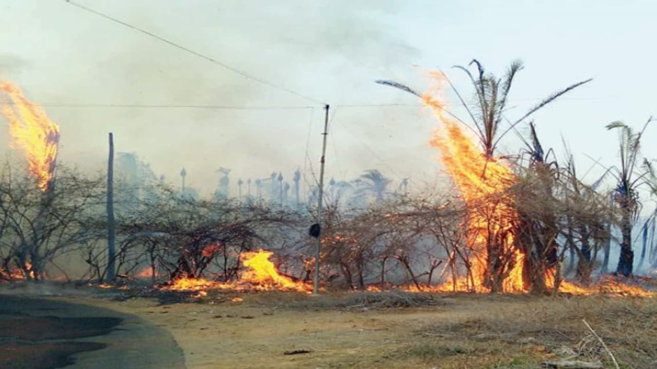 பத்து ஏக்கர் தோப்பில் பற்றியது தீ; மளமளவென பரவியதால் மொத்த தோப்பு நாசம்… பத்து ஏக்கர் தோப்பில் பற்றியது தீ; மளமளவென பரவியதால் மொத்த தோப்பு நாசம்…