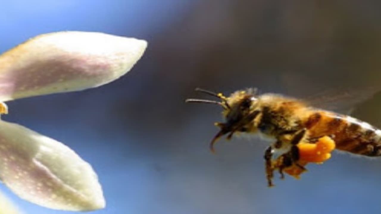 இந்தியத் தேனீக்களை வளர்ப்பதன் மூலம் ஆண்டிற்கு 2 5 கிலோ தேன் பெறலாம்… இந்தியத் தேனீக்களை வளர்ப்பதன் மூலம் ஆண்டிற்கு 2 5 கிலோ தேன் பெறலாம்…