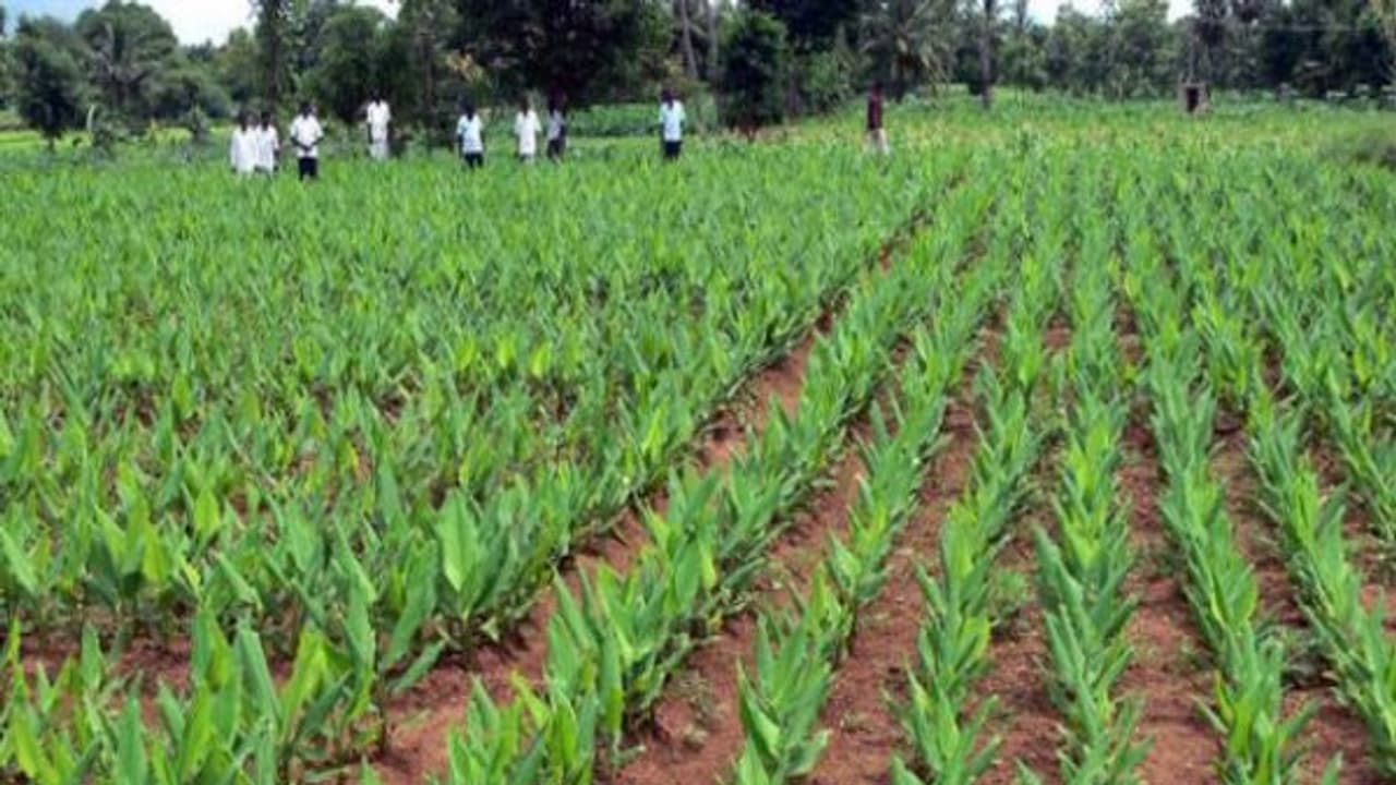 பயிரிட்டுள்ள மஞ்சளில் ஏற்படும் நுண்ணூட்டச்சத்து குறைபாட்டை போக்குவது எப்படி?