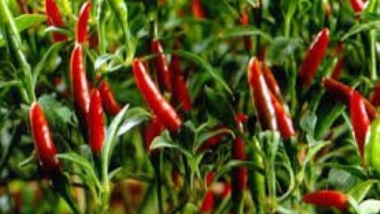 மிளகாய் சாகுபடி: அறுவடை பின்செய் நேர்த்தி முறைகள் இதோ… மிளகாய் சாகுபடி: அறுவடை பின்செய் நேர்த்தி முறைகள் இதோ…