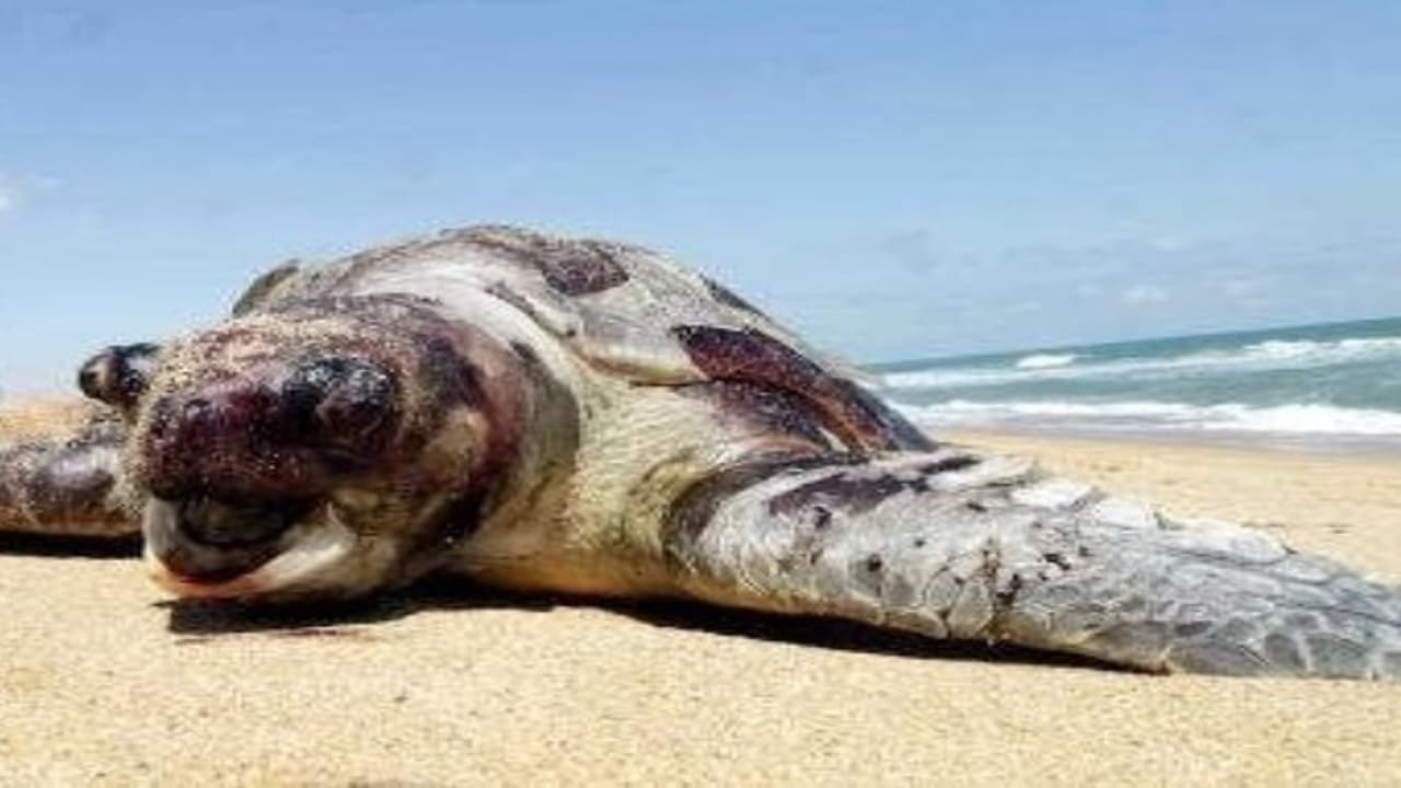 கப்பல் மோதல்; கச்சா எண்ணெய் கடலில்; மீன்கள், ஆமைகள் கரையில்… கப்பல் மோதல்; கச்சா எண்ணெய் கடலில்; மீன்கள், ஆமைகள் கரையில்…