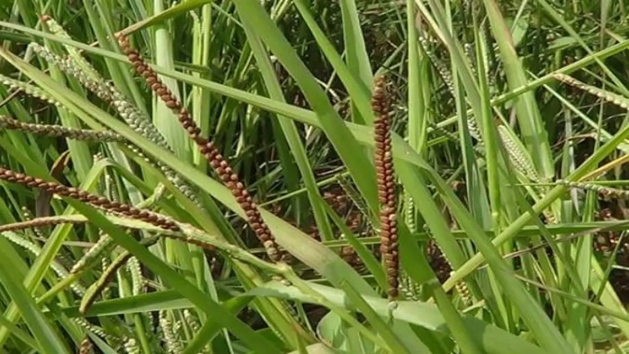 வரகு சாகுபடி; ரகம் முதல் அறுப்பு வரை ஒரு அலசல்…