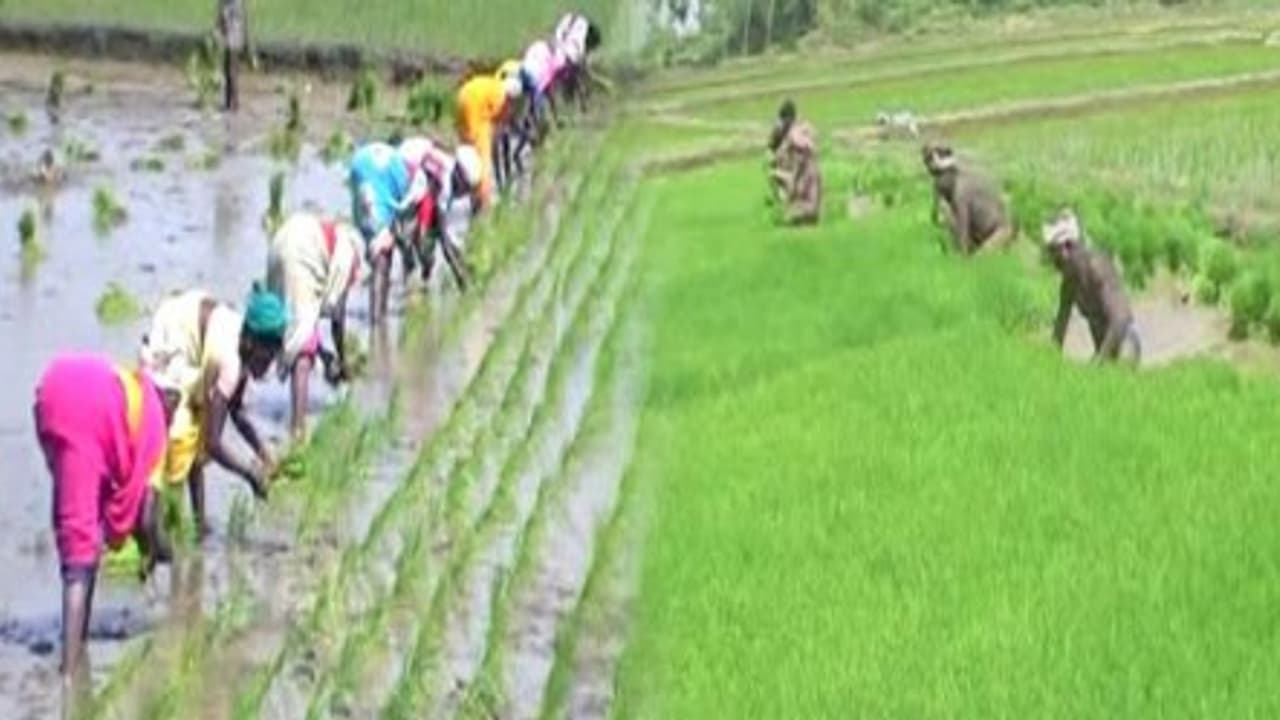 நாற்றங்கால் அமைக்க நிலத் தேர்வும், நிலத் தயாரிப்பும் அவசியம். ஏன்? நாற்றங்கால் அமைக்க நிலத் தேர்வும், நிலத் தயாரிப்பும் அவசியம். ஏன்?