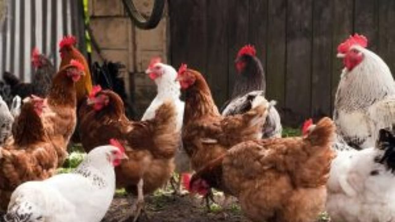 உற்பத்தி செய்யப்படும் கரையானால் ஏற்படும் நன்மைகள் இதோ... உற்பத்தி செய்யப்படும் கரையானால் ஏற்படும் நன்மைகள் இதோ...