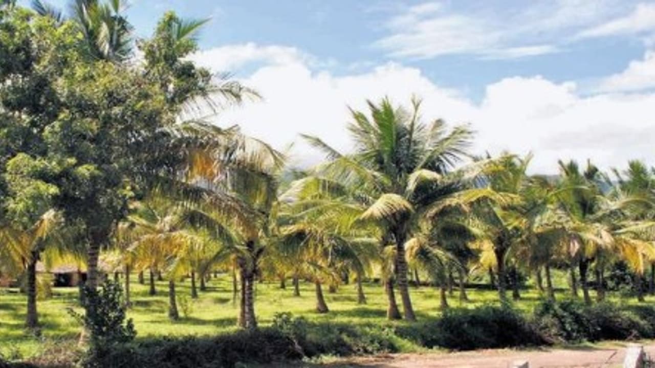 அதிக அளவு மகசூலை பெற எந்த தென்னை சிறந்தது? தெரிஞ்சுக்குங்க… அதிக அளவு மகசூலை பெற எந்த தென்னை சிறந்தது? தெரிஞ்சுக்குங்க…