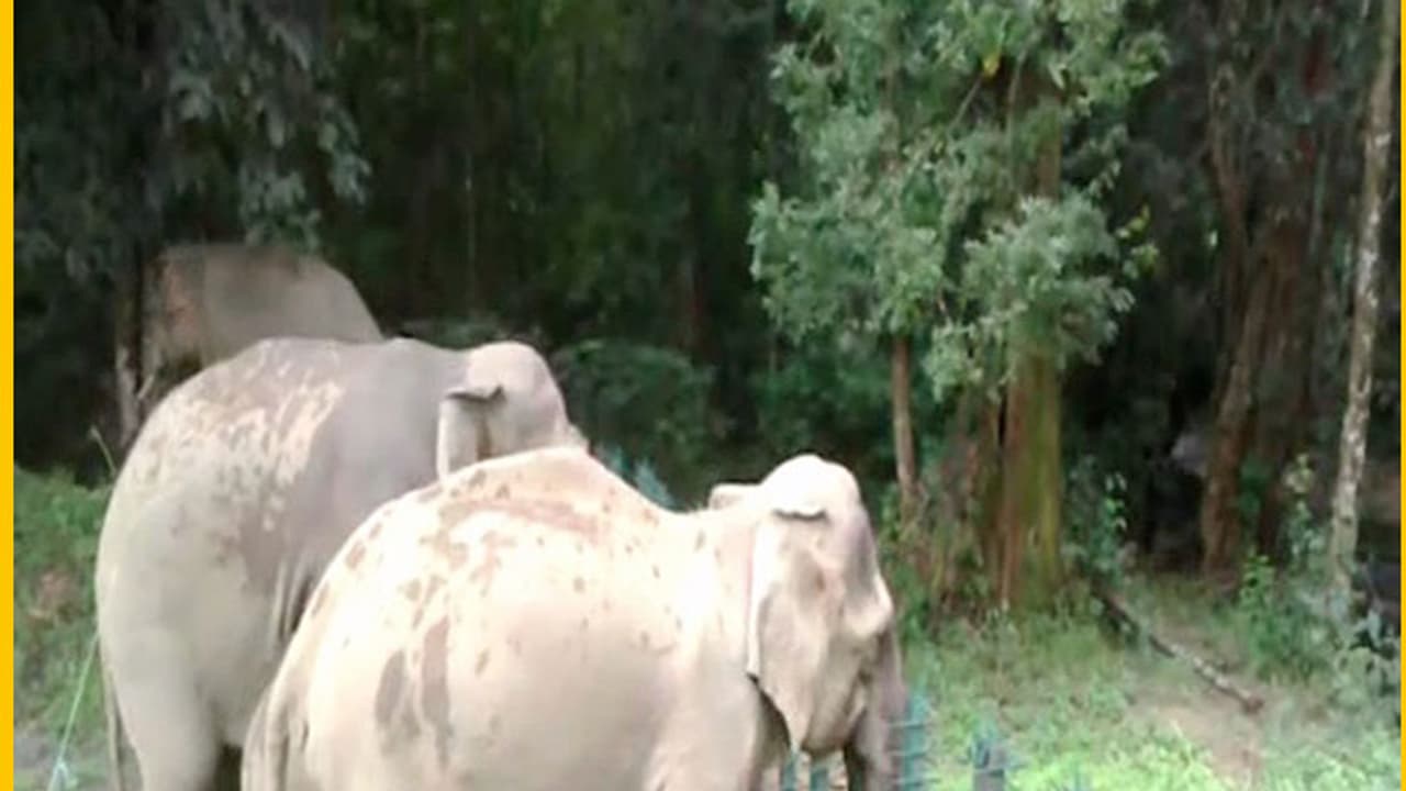 ഇടുക്കിയിലെ കാട്ടാനകളിൽ റേഡിയോ കോളർ ഘടിപ്പിക്കാനാകുമോയെന്ന് പരിശോധിക്കും, മയക്കുവെടിക്ക് തടസം ഭൂപ്രകൃതി ഇടുക്കിയിലെ കാട്ടാനകളിൽ റേഡിയോ കോളർ ഘടിപ്പിക്കാനാകുമോയെന്ന് പരിശോധിക്കും, മയക്കുവെടിക്ക് തടസം ഭൂപ്രകൃതി