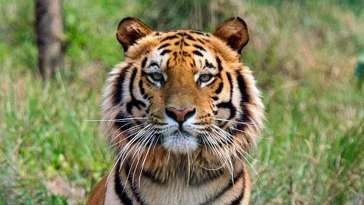 ಕಾರ್ಬೆಟ್ ಹುಲಿ ಸಂರಕ್ಷಿತಾರಣ್ಯಕ್ಕೆ ಕಾಲಿಟ್ಟಿರೋ ಜೋಕೆ...! ಕಾರ್ಬೆಟ್ ಹುಲಿ ಸಂರಕ್ಷಿತಾರಣ್ಯಕ್ಕೆ ಕಾಲಿಟ್ಟಿರೋ ಜೋಕೆ...!