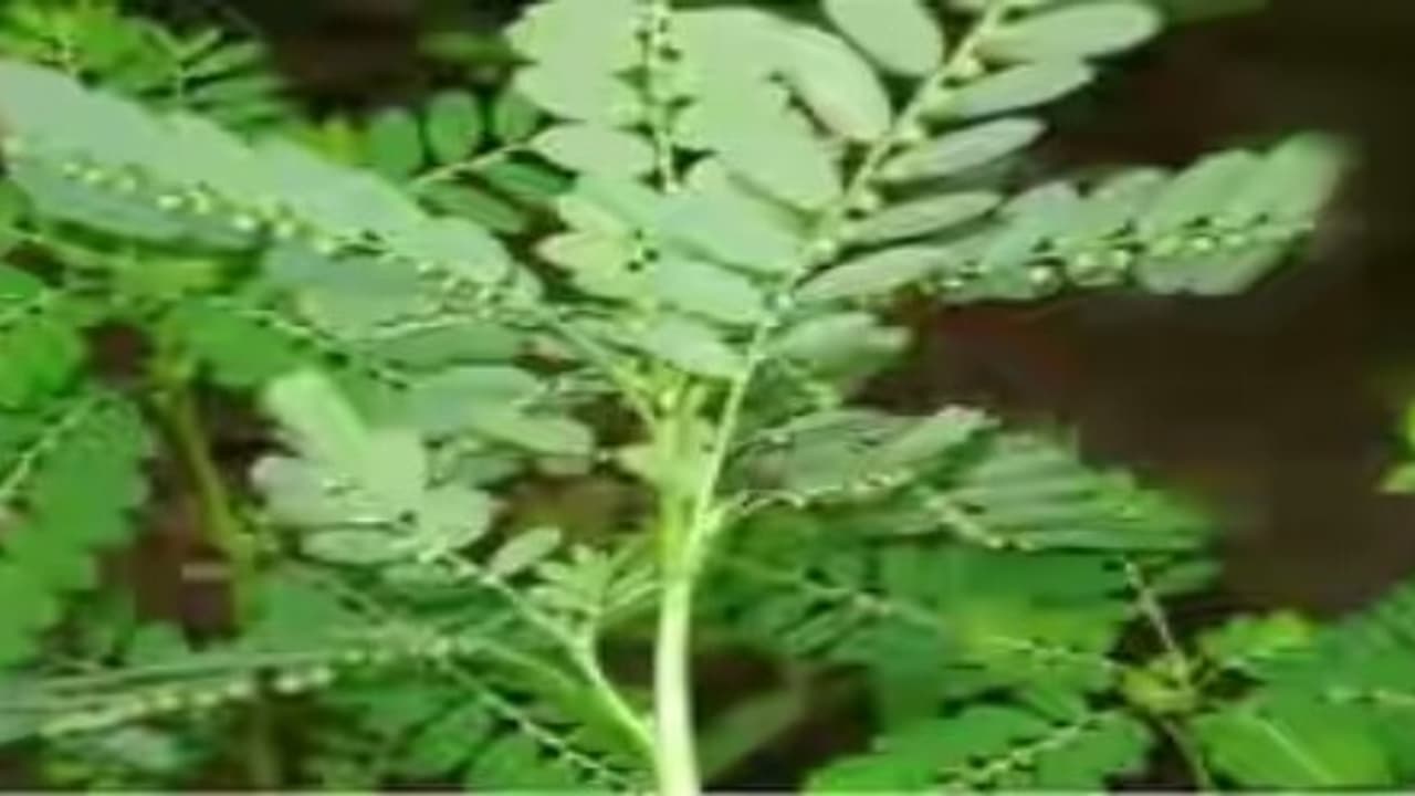 கீழாநெல்லியில் இவ்வளவு மருத்துவ மகத்துவங்கள் இருக்கு… கீழாநெல்லியில் இவ்வளவு மருத்துவ மகத்துவங்கள் இருக்கு…