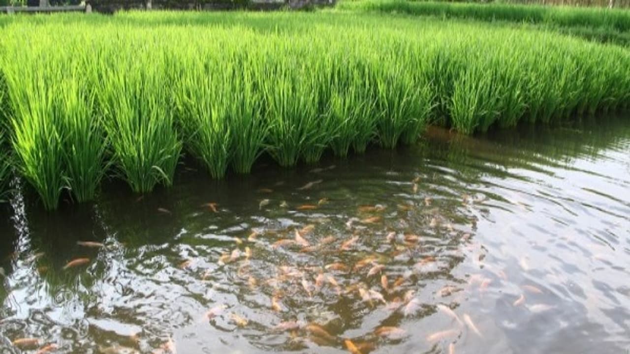 ஒருங்கிணைந்த பண்ணையில் நெல் மீன் வளர்ப்பு முறை அறுவடை வரை முழு அலசல்... ஒருங்கிணைந்த பண்ணையில் நெல் மீன் வளர்ப்பு முறை அறுவடை வரை முழு அலசல்...