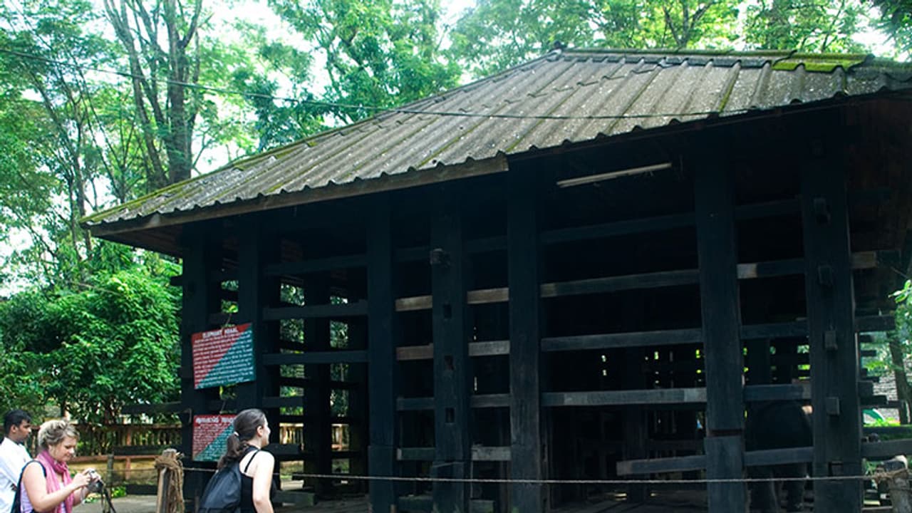 ആനയില്ല; പക്ഷേ ആനക്കൊട്ടിലിന്റെ അറ്റകുറ്റപ്പണിക്ക് ചെലവ് അഞ്ചരലക്ഷം ആനയില്ല; പക്ഷേ ആനക്കൊട്ടിലിന്റെ അറ്റകുറ്റപ്പണിക്ക് ചെലവ് അഞ്ചരലക്ഷം