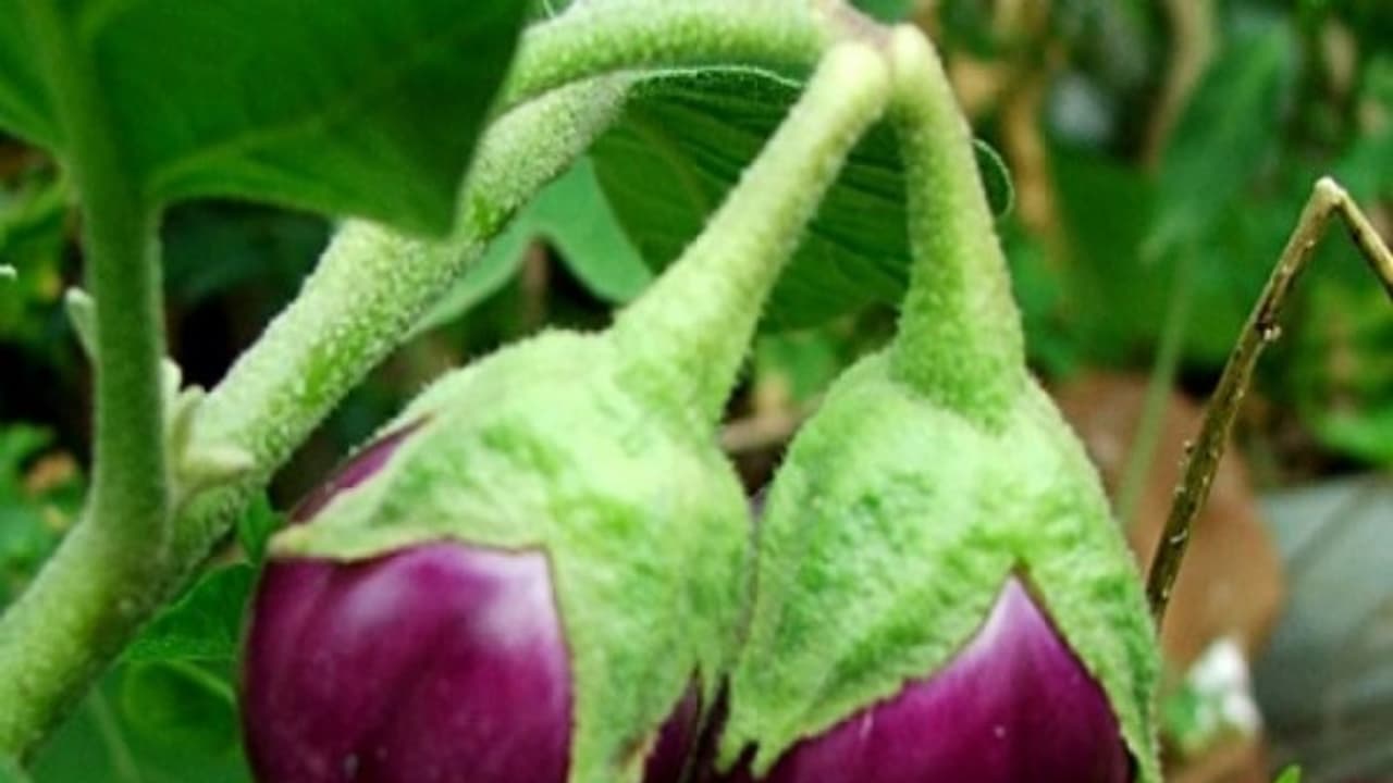 கத்தரிக்காயை தாக்கும் சாறு உறிஞ்சும் பூச்சி; இதை செய்தால் சேதாரத்தை தவிர்க்கலாம்...