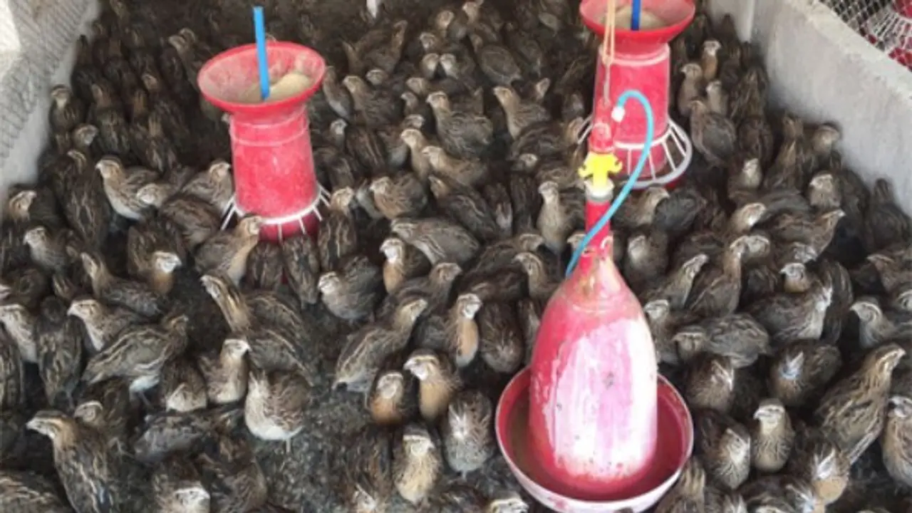 கோழிகளை விட காடை பண்ணை வளர்த்தால் அதிக லாபம் பெறலாம். எப்படி? கோழிகளை விட காடை பண்ணை வளர்த்தால் அதிக லாபம் பெறலாம். எப்படி?