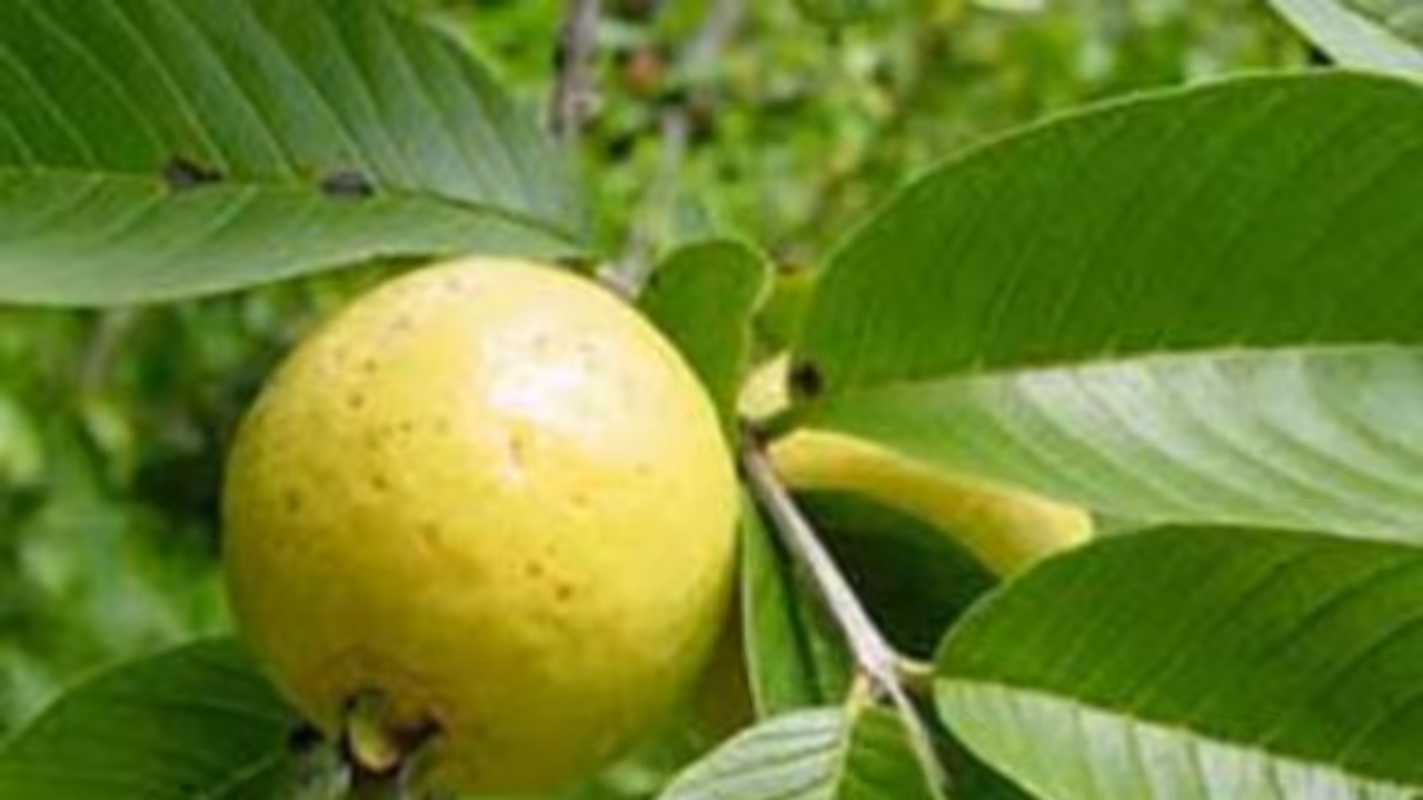 உங்களுக்குத் தெரியுமா? முகத்தில் உள்ள சுருக்கங்களை நீக்கும் சக்தி கொய்யா இலைக்கு உண்டு...