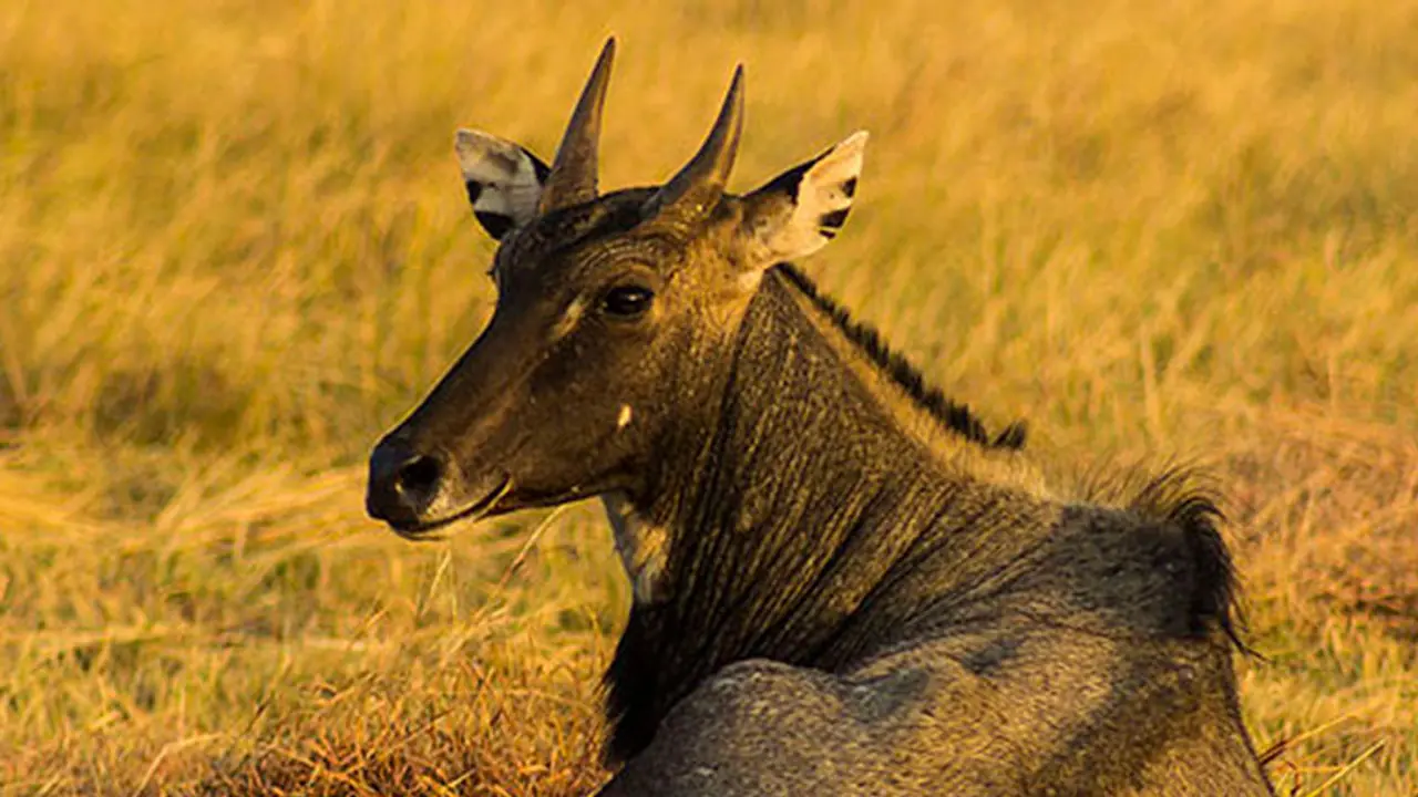 ಬಿಹಾರದಲ್ಲಿ ನೀಲ್ಗಾಯ್ ಹತ್ಯೆಗೆ ಶೂಟರ್ಗಳ ನೇಮಕ! ಬಿಹಾರದಲ್ಲಿ ನೀಲ್ಗಾಯ್ ಹತ್ಯೆಗೆ ಶೂಟರ್ಗಳ ನೇಮಕ!