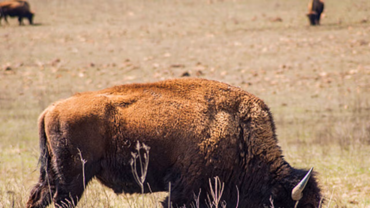 US has a national mammal: it's the bison US has a national mammal: it's the bison