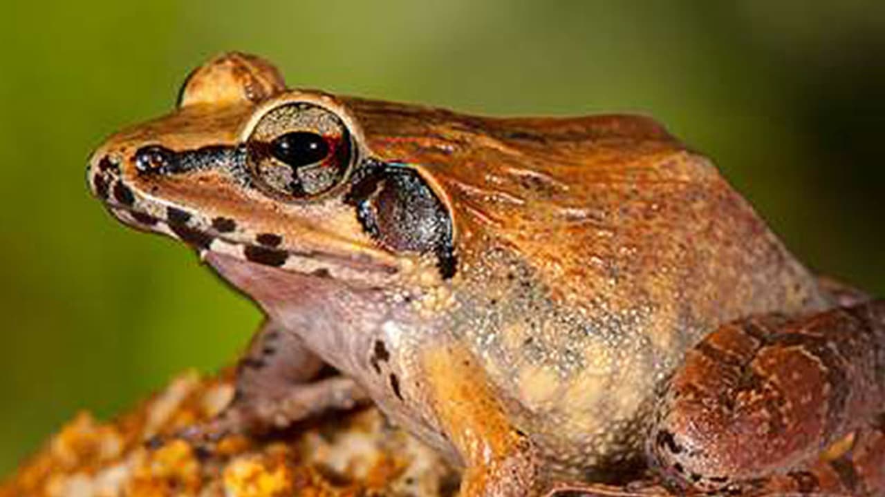 New find! Western Ghats is home to two new leaping frogs New find! Western Ghats is home to two new leaping frogs