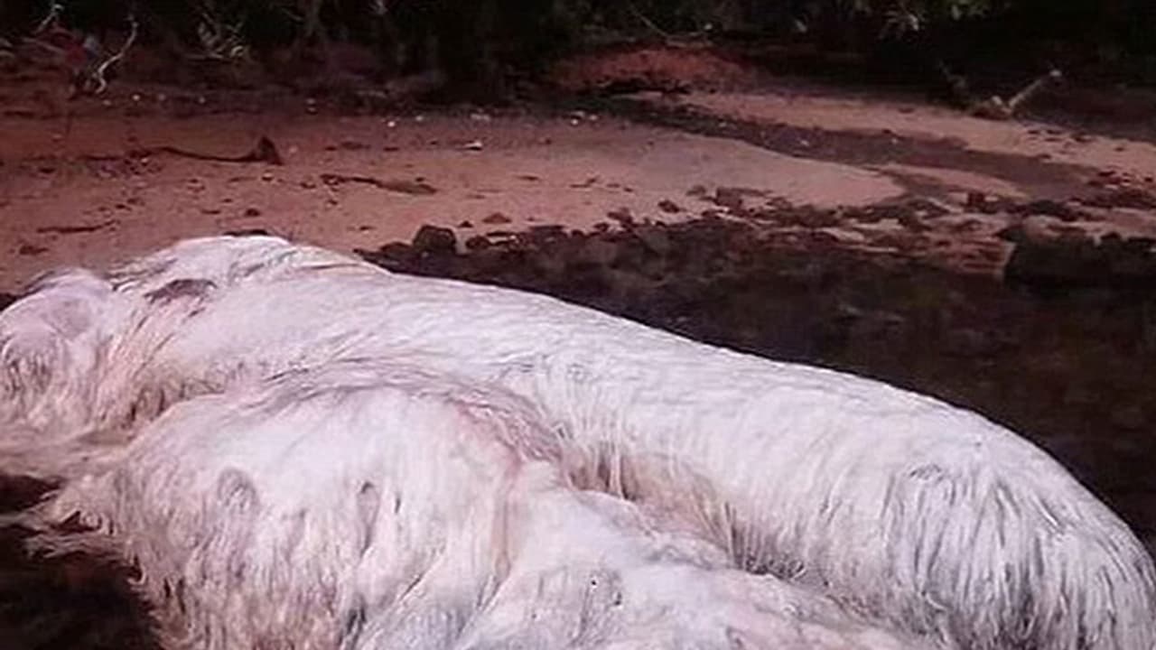 കടല്ത്തീരത്ത് അജ്ഞാത ജീവിയുടെ മൃതദേഹം കടല്ത്തീരത്ത് അജ്ഞാത ജീവിയുടെ മൃതദേഹം