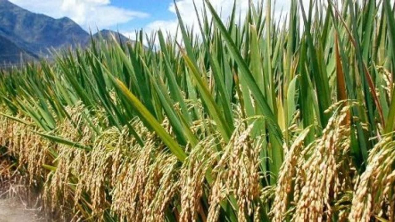 পুজোর আগেই বদলে ফেলুন ভাগ্য, ধানের শীষেই লুকিয়ে সমস্যার সমাধান