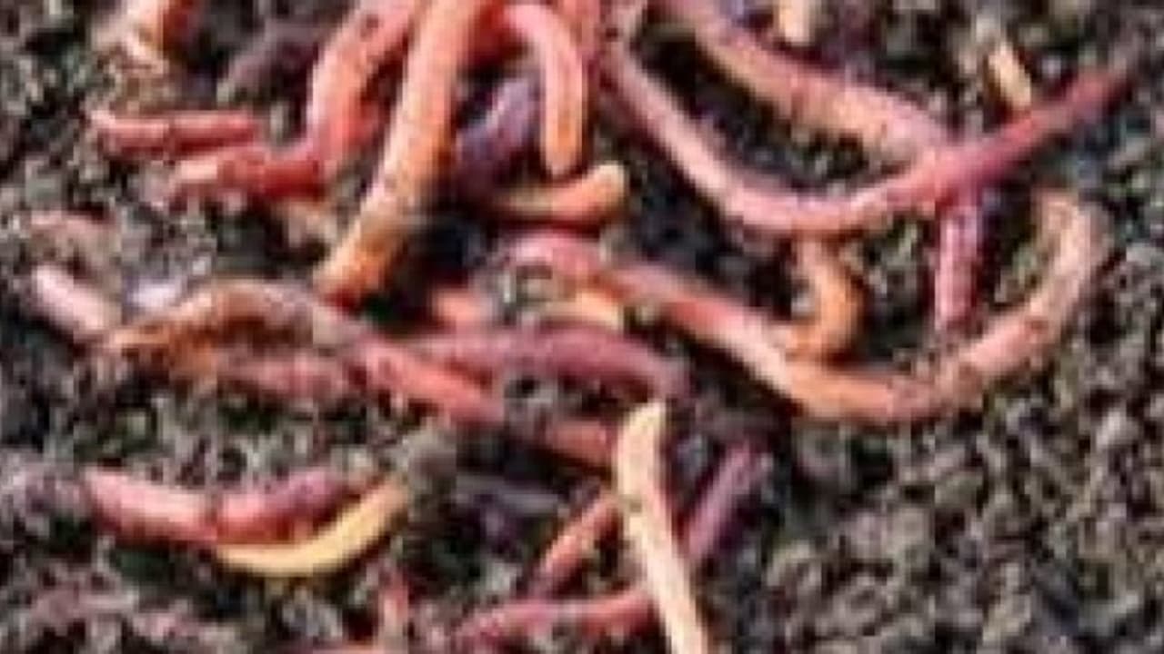 பூச்சிகளைக் கட்டுப்படுத்த ஒருங்கிணைந்த பூச்சி மேலாண்மைத் தொழில்நுட்பங்கள்… பூச்சிகளைக் கட்டுப்படுத்த ஒருங்கிணைந்த பூச்சி மேலாண்மைத் தொழில்நுட்பங்கள்…