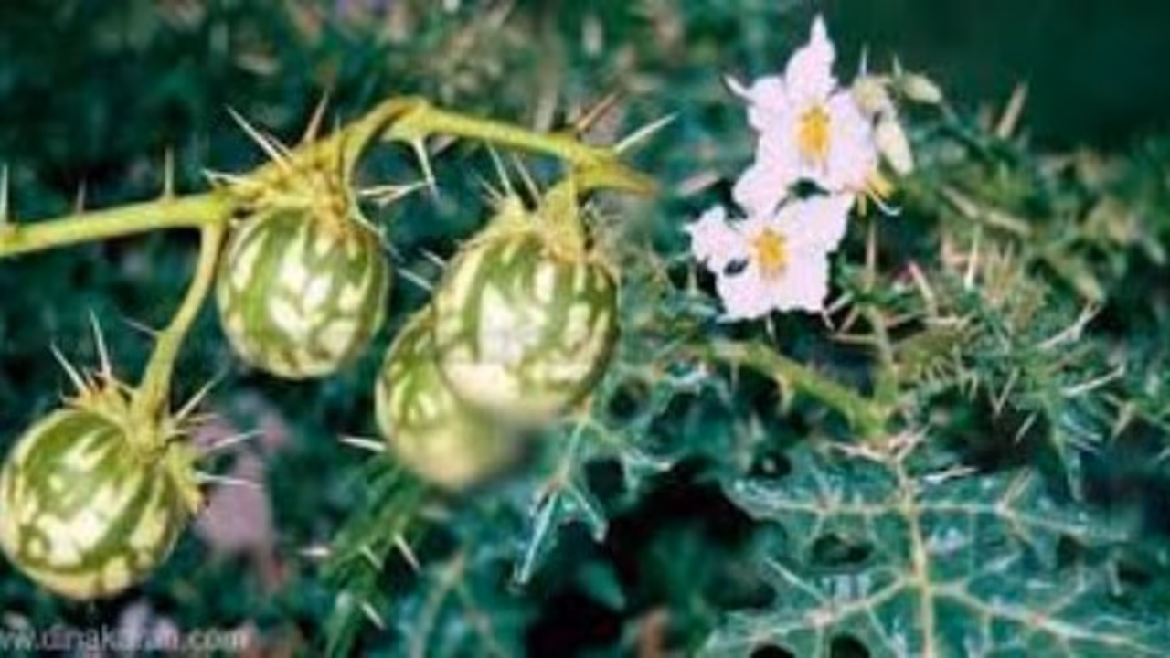 கண்டங்கத்தரியில் பொதிந்து கிடக்கும் மருத்துவ பண்புகள் உங்கள் பார்வைக்கு… கண்டங்கத்தரியில் பொதிந்து கிடக்கும் மருத்துவ பண்புகள் உங்கள் பார்வைக்கு…