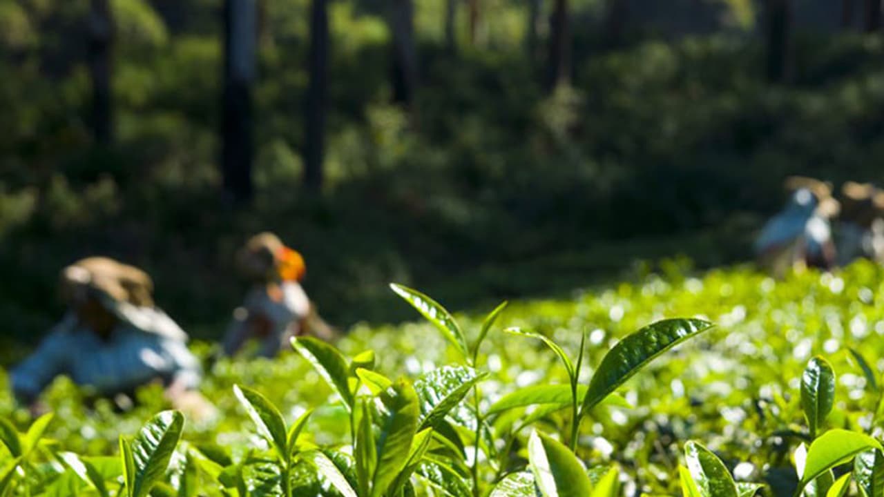കിലോയ്ക്ക് 30 രൂപയ്ക്കും മുകളില്; തേയിലക്കൊളുന്തിന്റെ വില സർവകാല റെക്കോഡില് കിലോയ്ക്ക് 30 രൂപയ്ക്കും മുകളില്; തേയിലക്കൊളുന്തിന്റെ വില സർവകാല റെക്കോഡില്