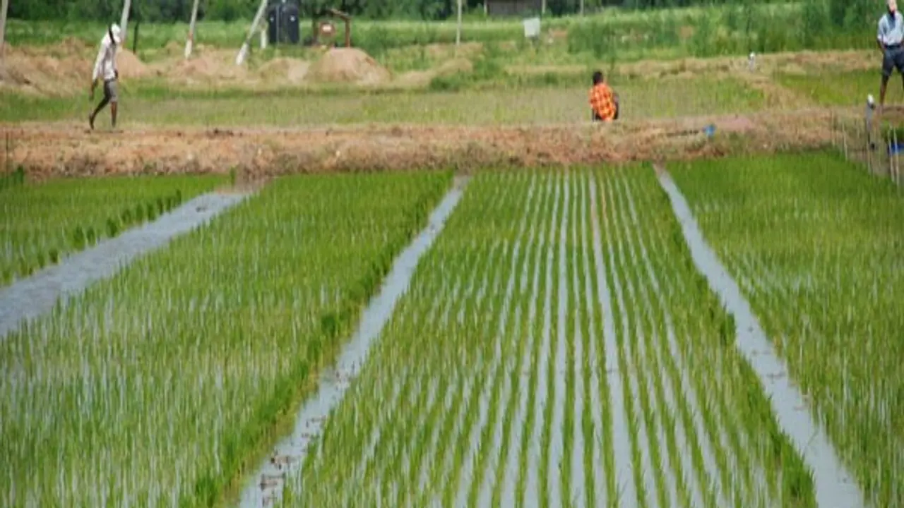 பயிர்களுக்கான பல்வேறு விதமான ஊட்டச்சத்துகளும் அவற்றின் முக்கியத்துவங்களும் ஒரு அலசல்...