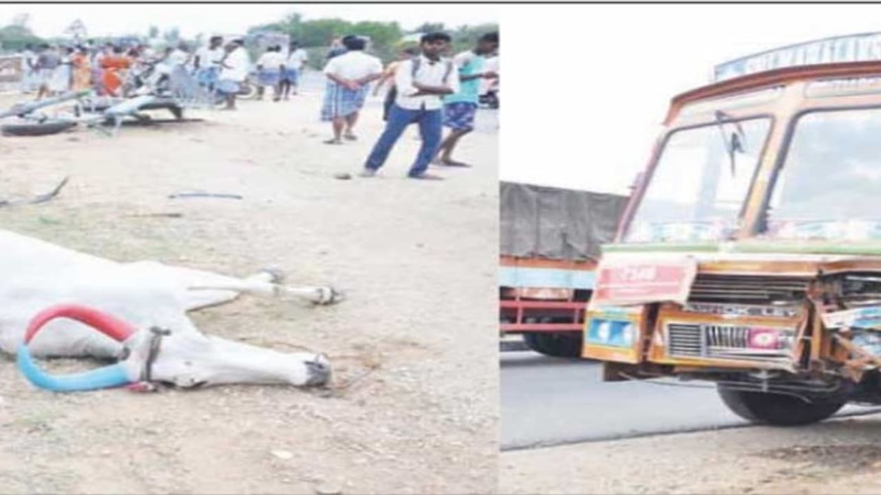 மாட்டு வண்டிகள் மீது அதிவேகமாக மோதிய லாரி; ஒரு மாடு பலி; தொழிலாளர்களுக்கு தீவிர சிகிச்சை… மாட்டு வண்டிகள் மீது அதிவேகமாக மோதிய லாரி; ஒரு மாடு பலி; தொழிலாளர்களுக்கு தீவிர சிகிச்சை…