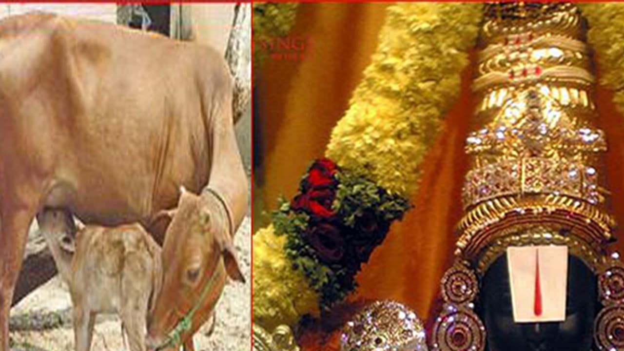 ತಿರುಪತಿ ತಿಮ್ಮಪ್ಪ'ಗೆ ‘ಮಲೆನಾಡು ಗಿಡ್ಡ ’ ಹಾಲು ಅಭಿಷೇಕ ತಿರುಪತಿ ತಿಮ್ಮಪ್ಪ'ಗೆ ‘ಮಲೆನಾಡು ಗಿಡ್ಡ ’ ಹಾಲು ಅಭಿಷೇಕ