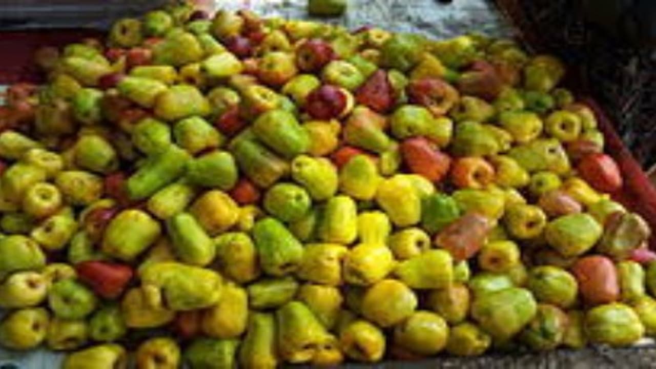 உங்களுக்குத் தெரியுமா? வைட்டமின் சி ஆரஞ்சுப் பழத்தைவிட ஐந்து மடங்கு அதிகமாக முந்திரிப் பழத்தில் இருக்கு… உங்களுக்குத் தெரியுமா? வைட்டமின் சி ஆரஞ்சுப் பழத்தைவிட ஐந்து மடங்கு அதிகமாக முந்திரிப் பழத்தில் இருக்கு…