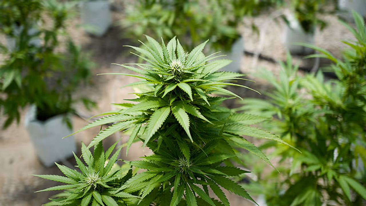 Excise officers assist in illegal transportation of marijuana to Vizag, East Godavari Excise officers assist in illegal transportation of marijuana to Vizag, East Godavari