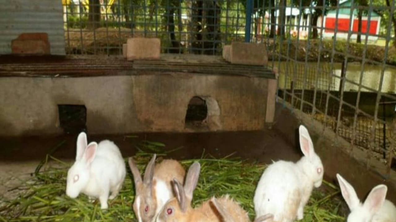 முயல்களின் தீவனத் தேவை எப்படியெல்லாம் மாறுபடும் தெரியுமா? முயல்களின் தீவனத் தேவை எப்படியெல்லாம் மாறுபடும் தெரியுமா?