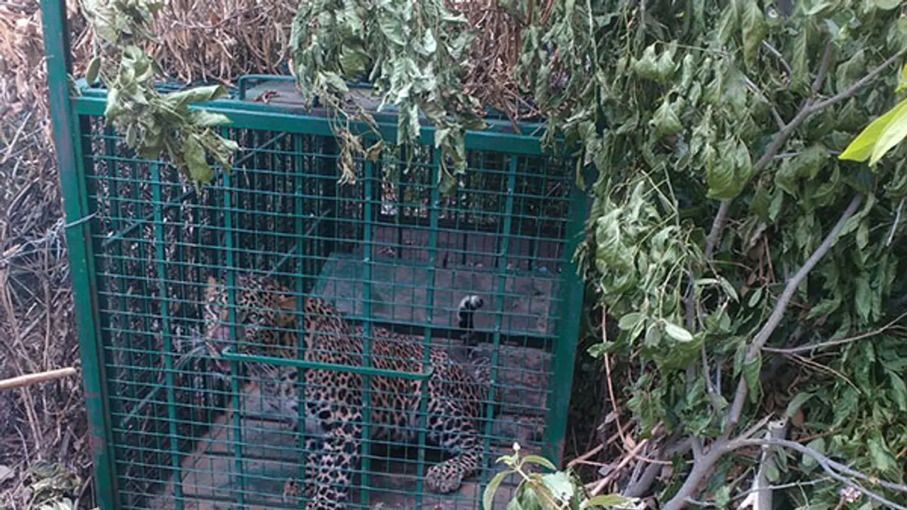 Malur villagers heave sigh of relief as forest personnel capture leopard