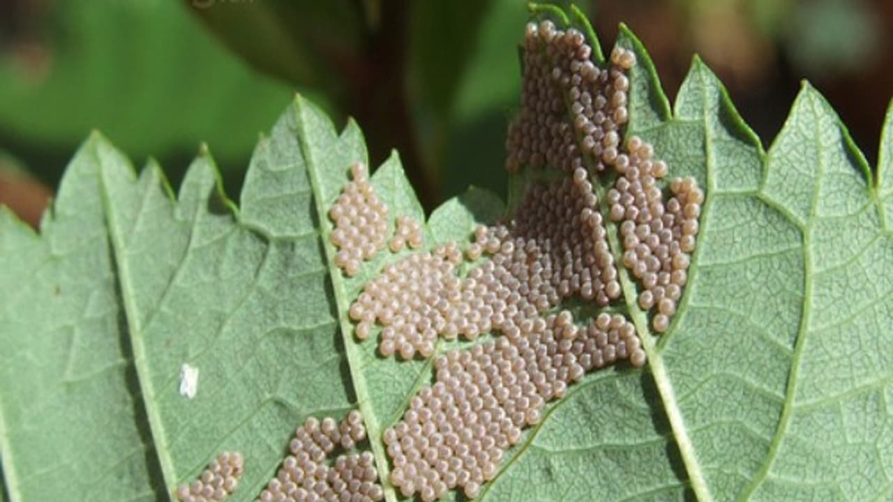 வேப்ப விதையில் பூச்சி விரட்டி தயாரிப்பது எப்படி? படிச்சு தெரிஞ்சுக்குங்க...