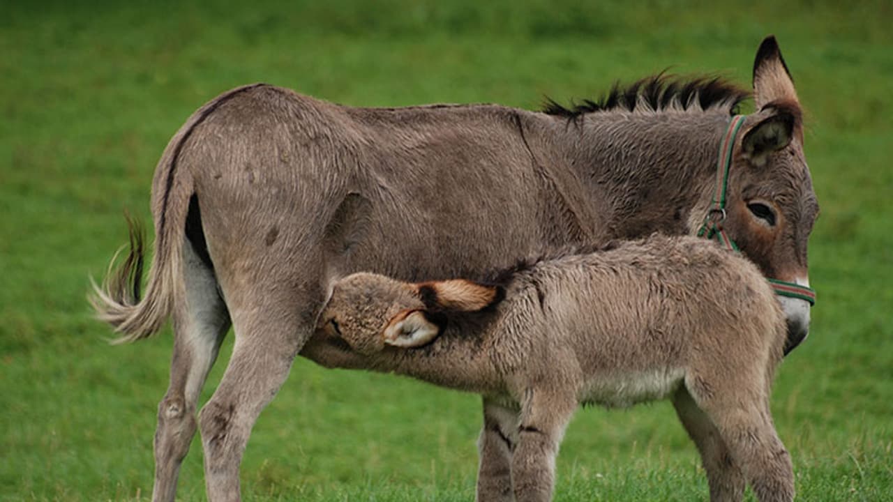 Why have the Bengalureans gone crazy over donkey milk?