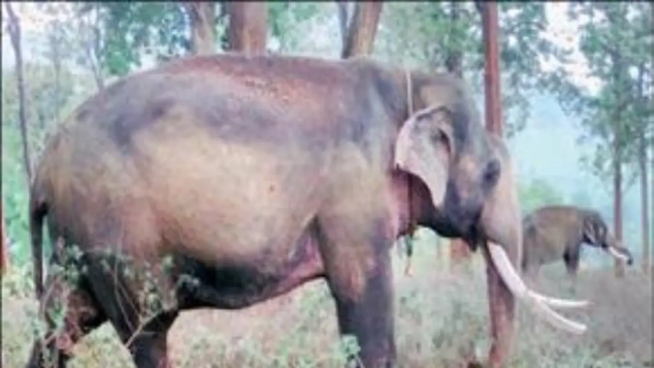 முரட்டு காட்டு யானையை விரட்ட களத்தில் இறங்கிய கும்கி யானைகள்; தீவிர கண்காணிப்பு... முரட்டு காட்டு யானையை விரட்ட களத்தில் இறங்கிய கும்கி யானைகள்; தீவிர கண்காணிப்பு...