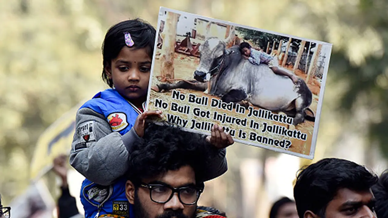ജല്ലിക്കെട്ടിനു വേണ്ടി ഒരു ജനത മുഴുവന് തെരുവിലിറങ്ങിയത് എന്തുകൊണ്ടാണ്? ജല്ലിക്കെട്ടിനു വേണ്ടി ഒരു ജനത മുഴുവന് തെരുവിലിറങ്ങിയത് എന്തുകൊണ്ടാണ്?
