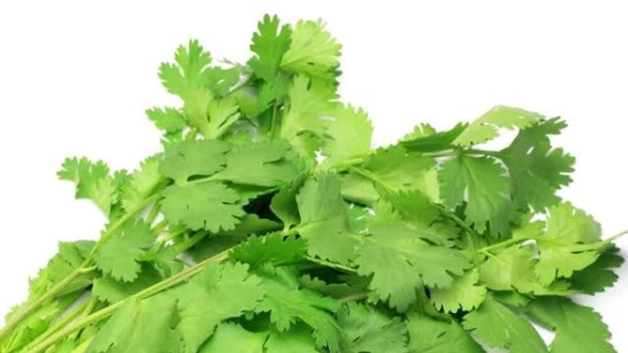 கொத்துமல்லியில் இவ்வளவு மருத்துவ குணங்கள் அடங்கியுள்ளன…