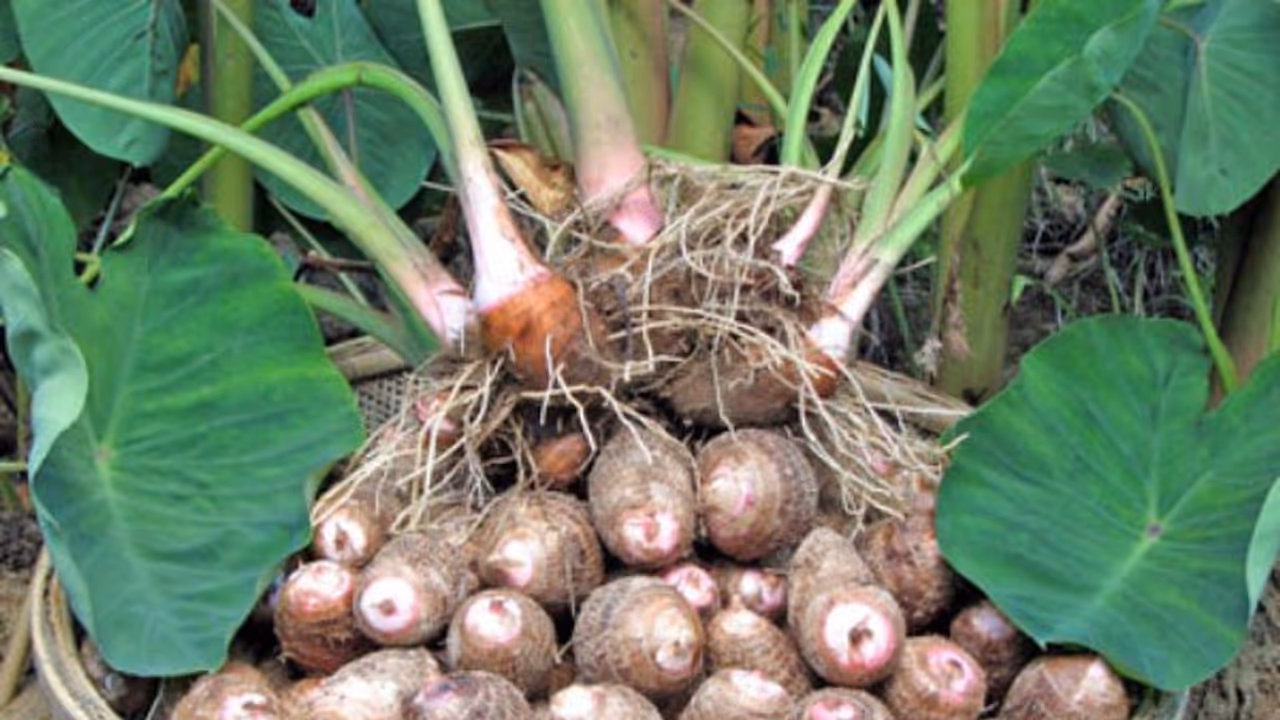 இயற்கை முறையில் சேப்பங்கிழங்கு சாகுபடி எப்படி செய்யணும்? இயற்கை முறையில் சேப்பங்கிழங்கு சாகுபடி எப்படி செய்யணும்?