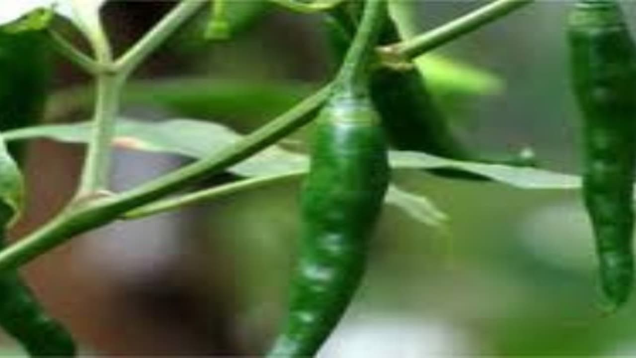 மிளகாய் பயிரைத் தாக்கும் பூச்சிகள் மற்றும் கட்டுப்படுத்த வழிகள்…. மிளகாய் பயிரைத் தாக்கும் பூச்சிகள் மற்றும் கட்டுப்படுத்த வழிகள்….