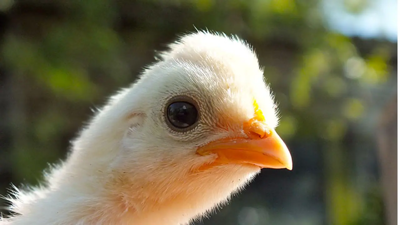 Now, QR Codes to ensure quality of chicken